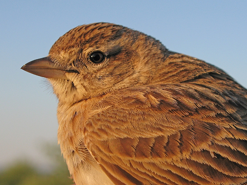 Greater Short-toed Lark, Sundre 20120524